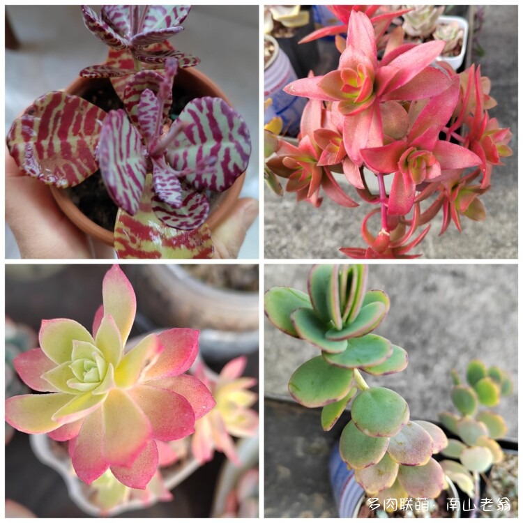 纪念养过的多肉