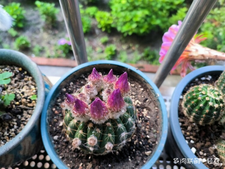 仙人球花