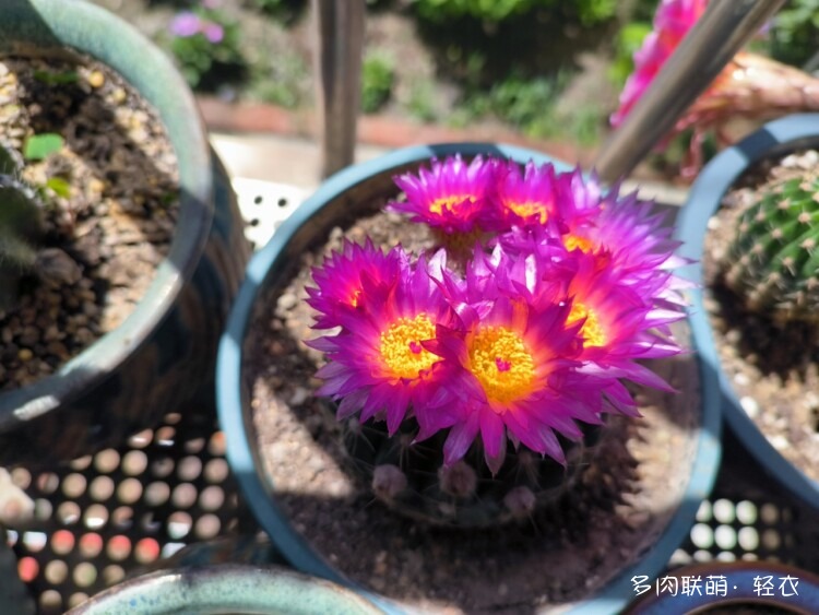 仙人球花