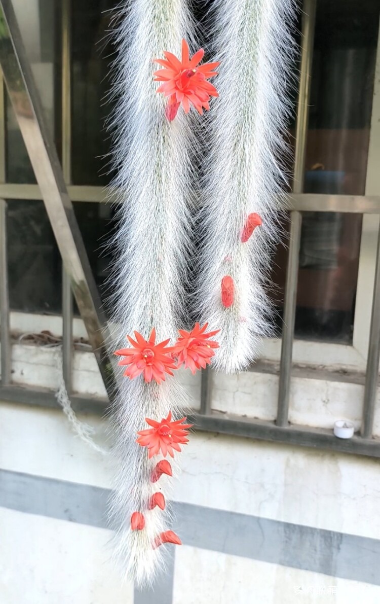 九尾狐