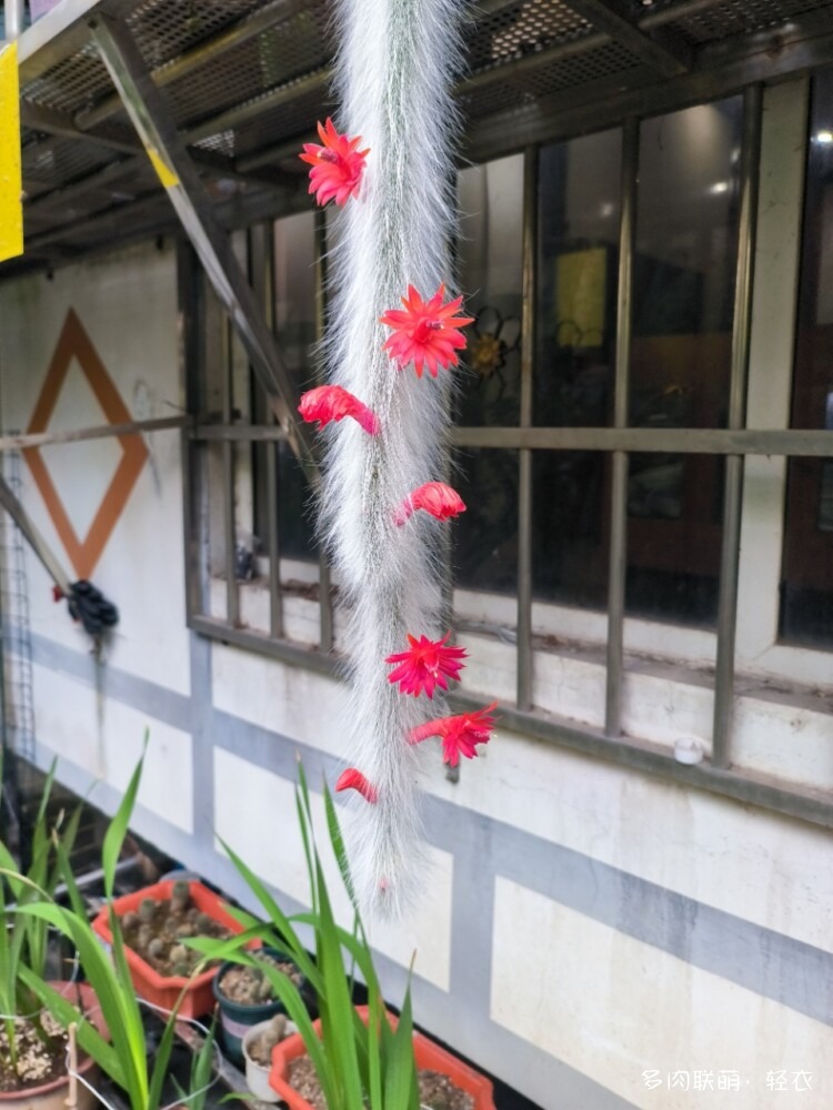 九尾狐
