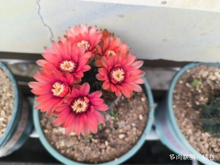 仙人球花