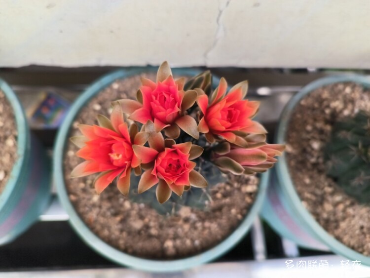 仙人球花