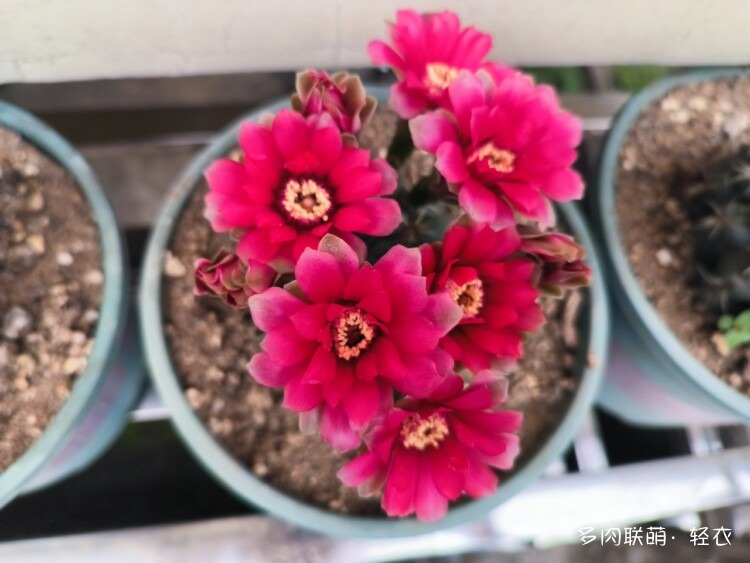 仙人球花