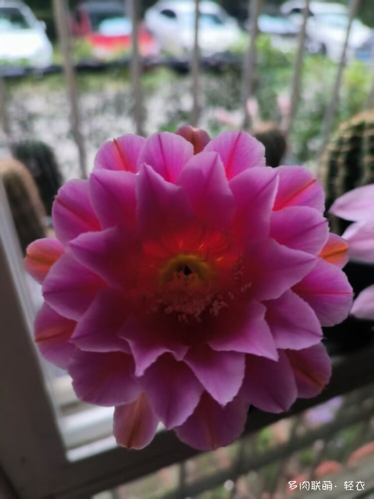 仙人球花