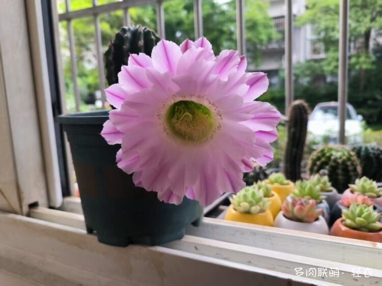 仙人球花