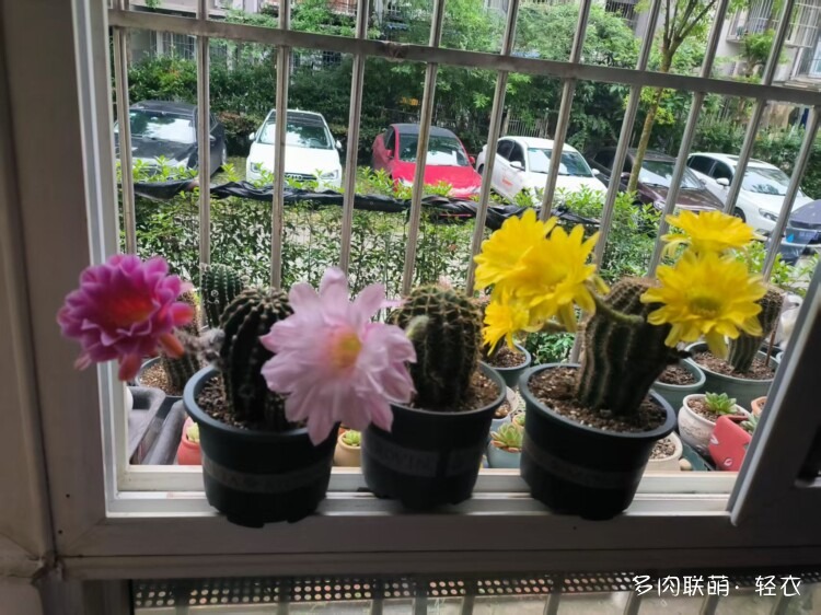 仙人球花