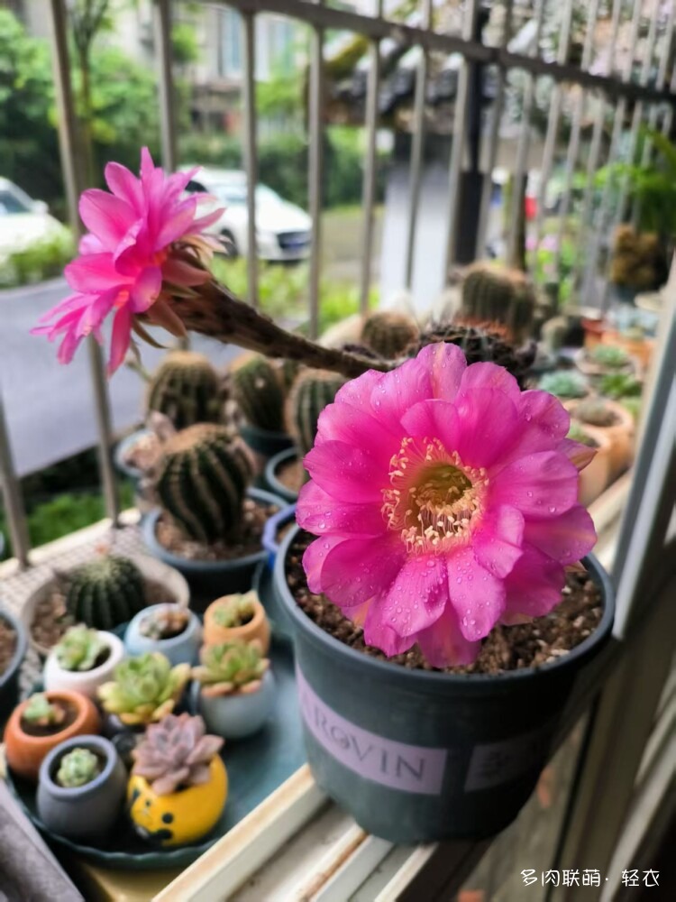 仙人球花
