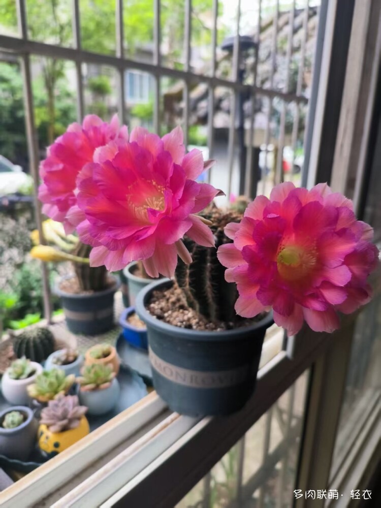 仙人球花