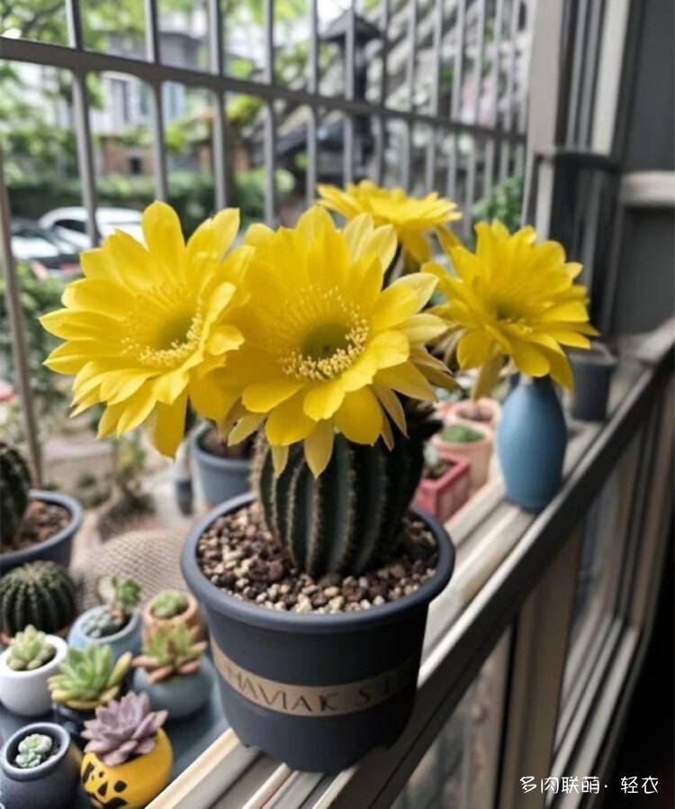 仙人球花