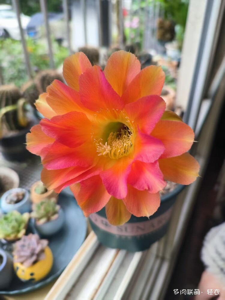 仙人球花