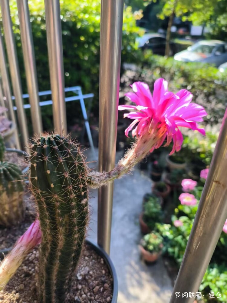 仙人球花
