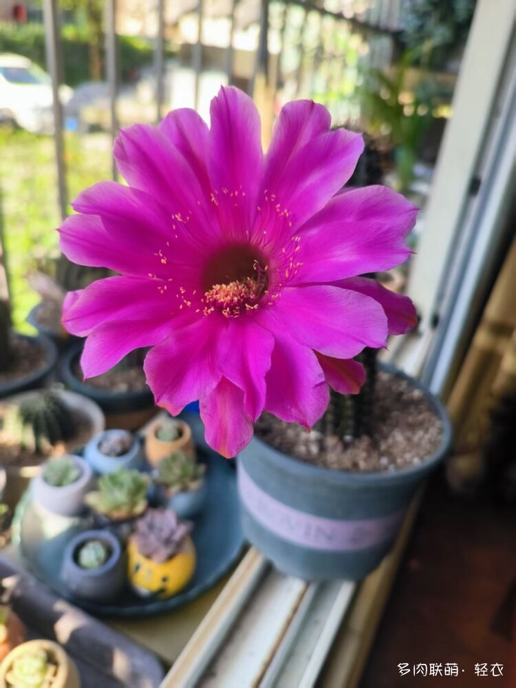 仙人球花