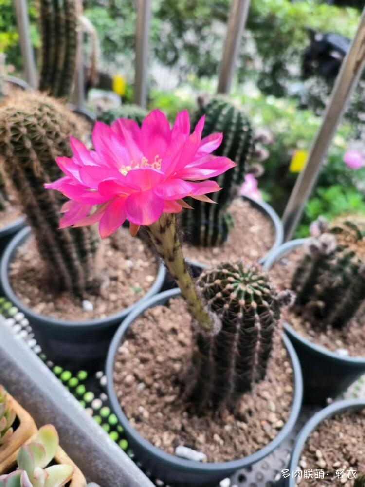仙人球花