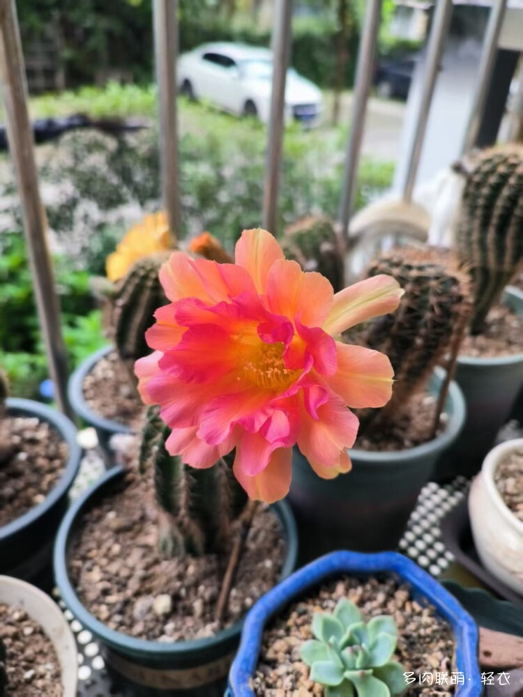 仙人球花