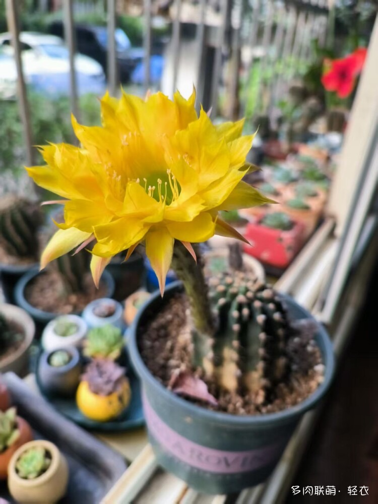仙人球花