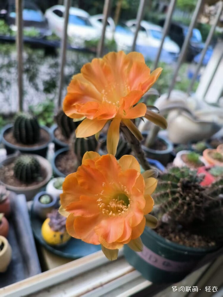 仙人球花