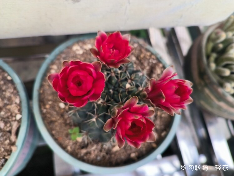 仙人球花