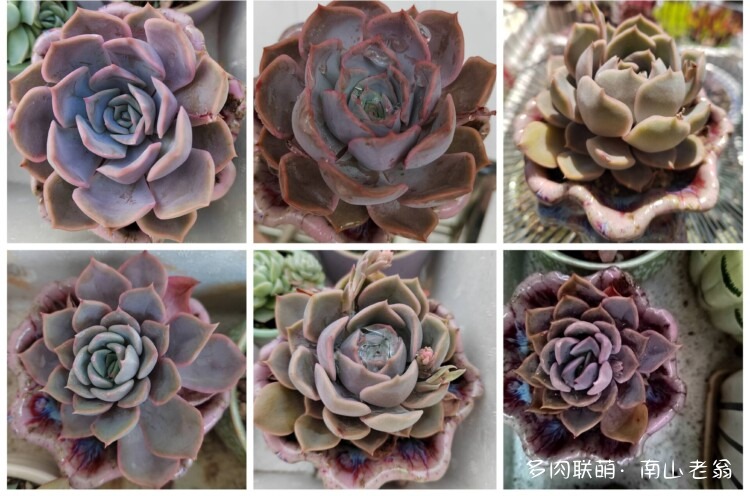 纪念养过的多肉