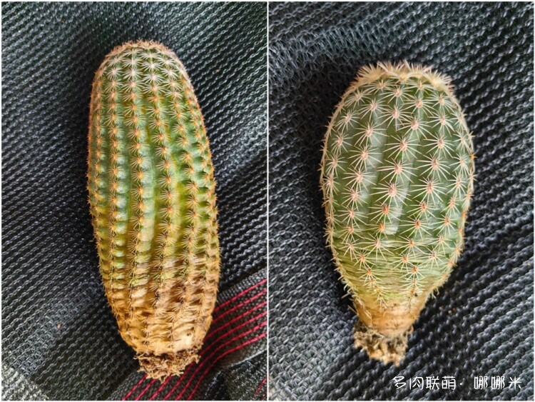 仙人球花各种美