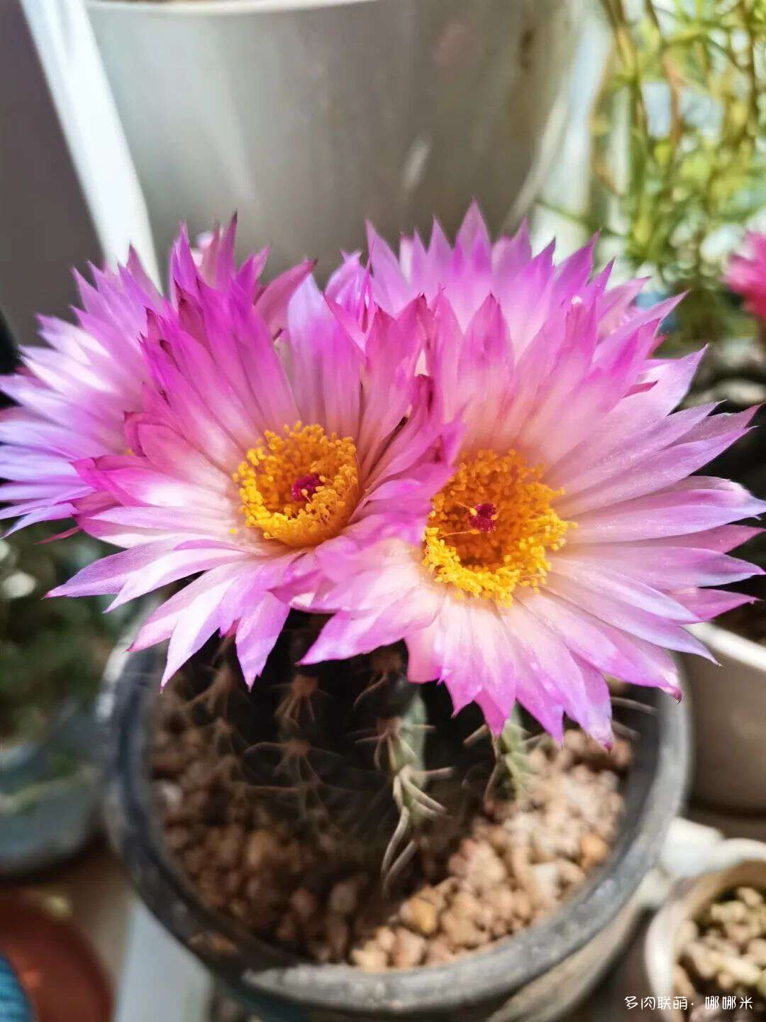 仙人球花各种美