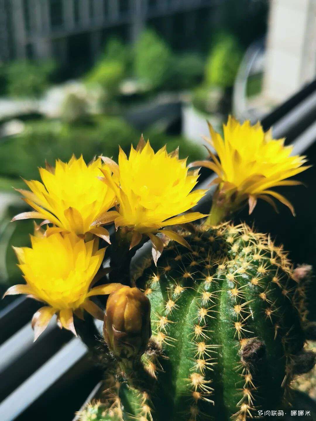 仙人球花各种美