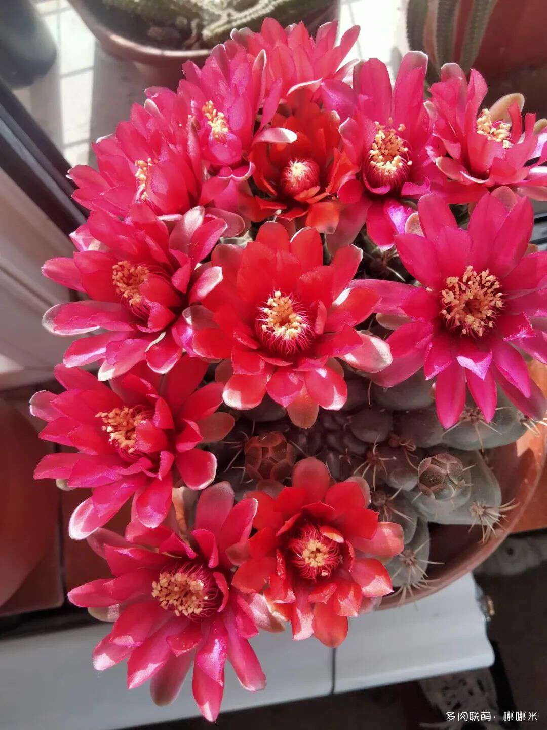 仙人球花各种美