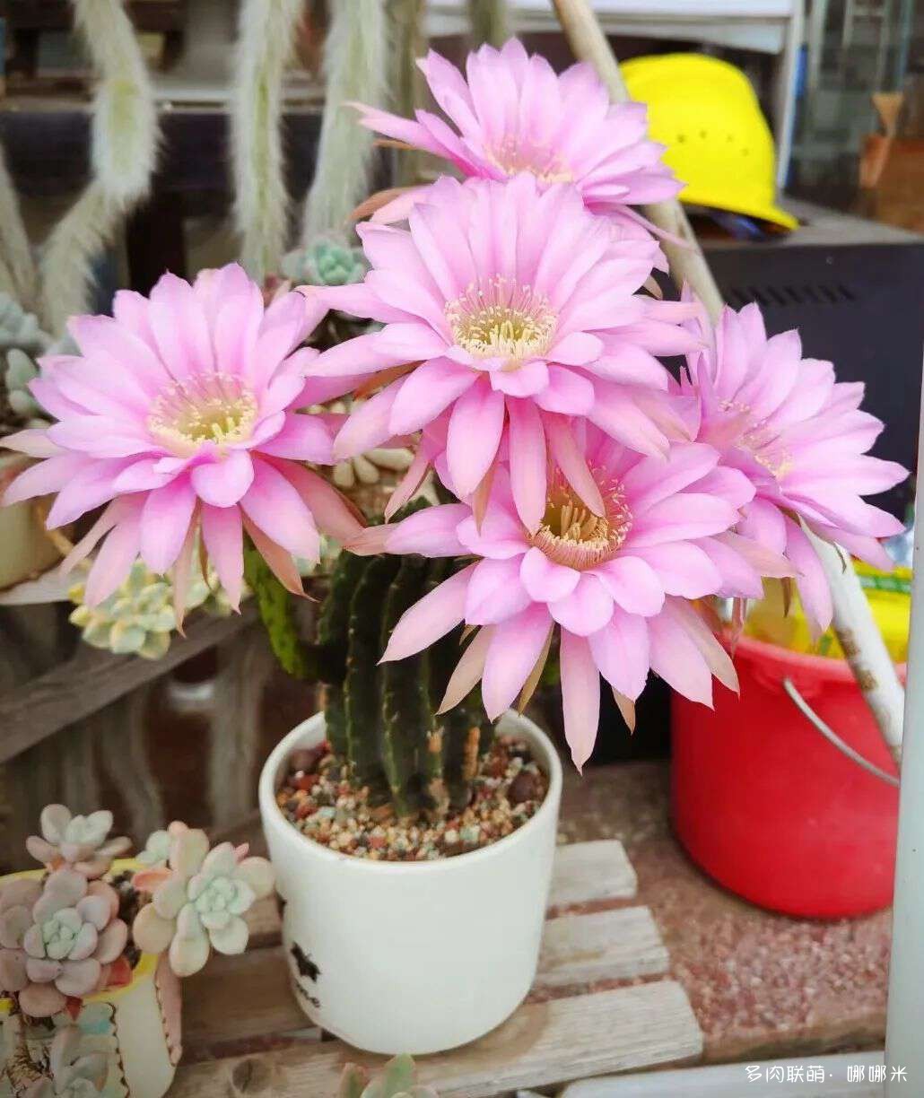 仙人球花各种美