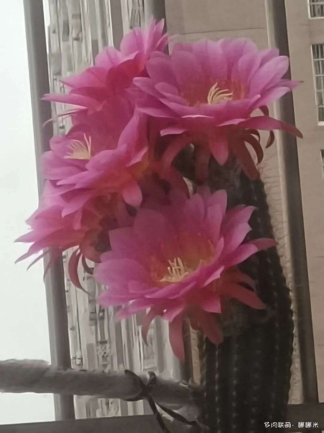 仙人球花各种美