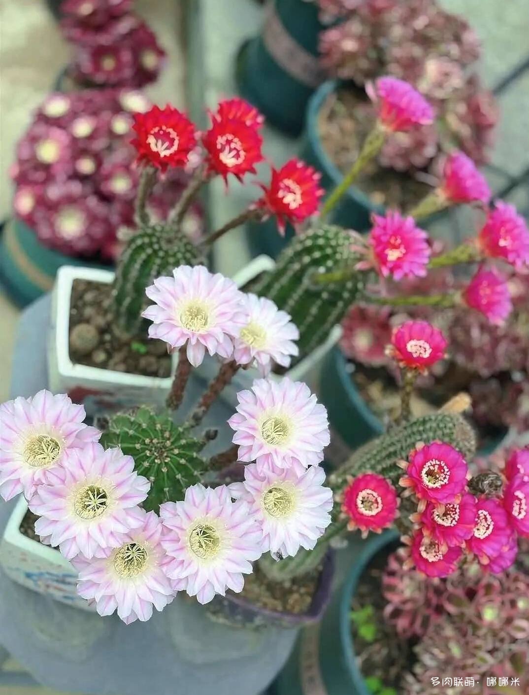 仙人球花各种美