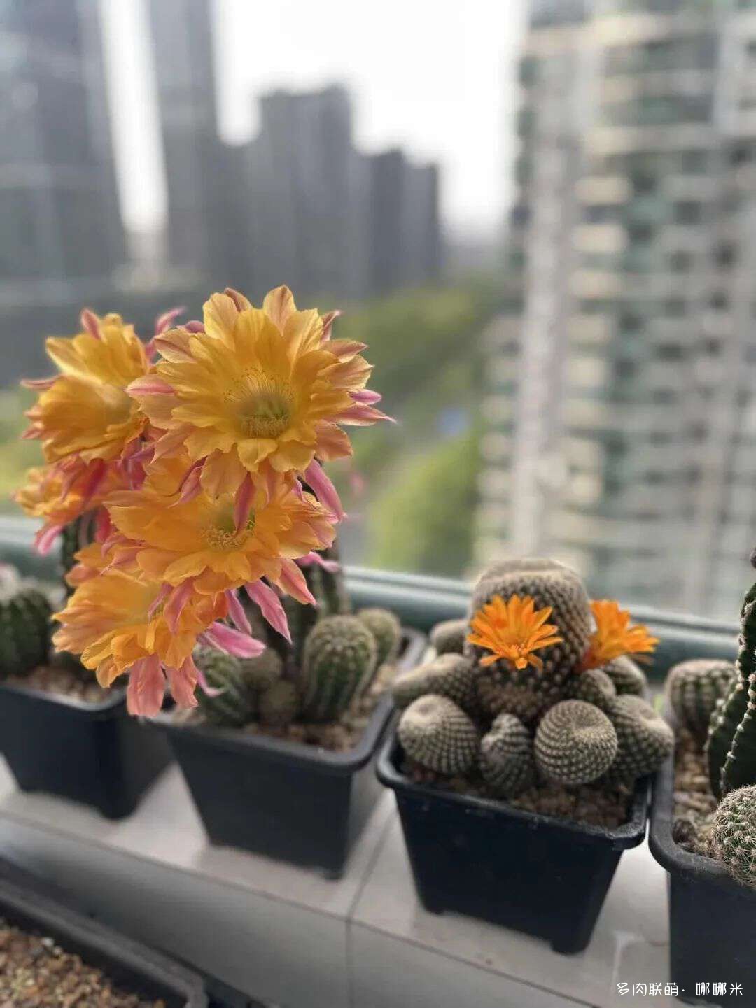 仙人球花各种美