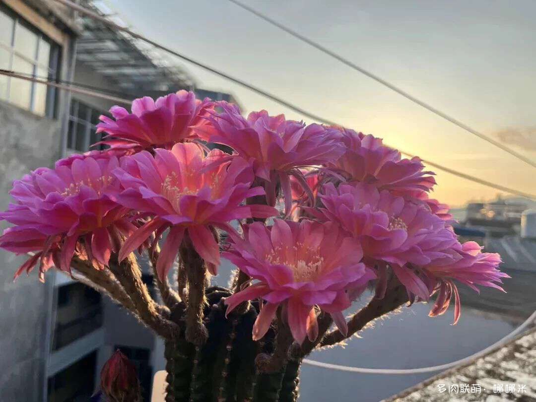 仙人球花各种美