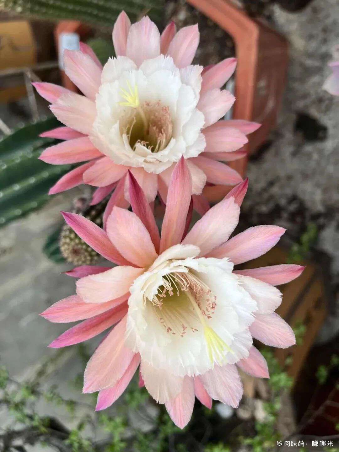 仙人球花各种美