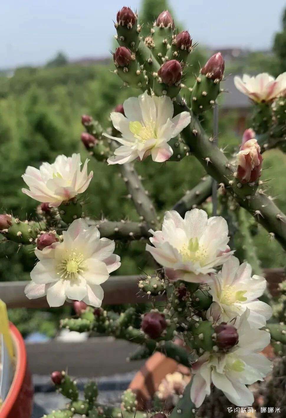 仙人球花各种美