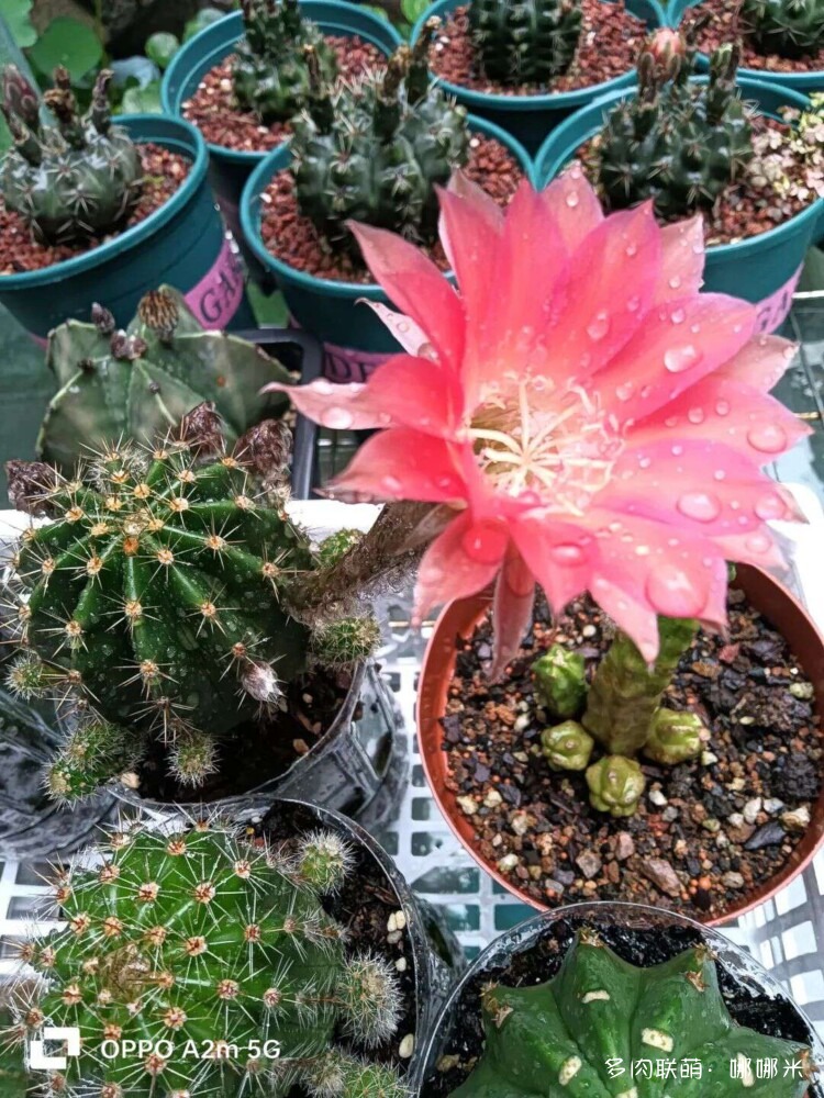 仙人球花各种美