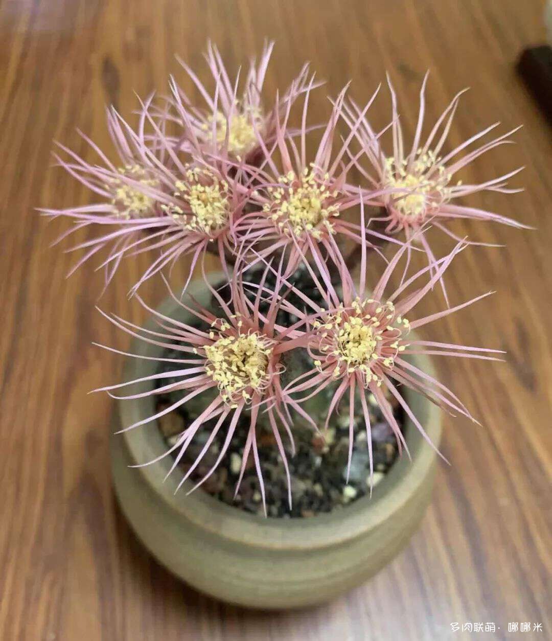 仙人球花各种美