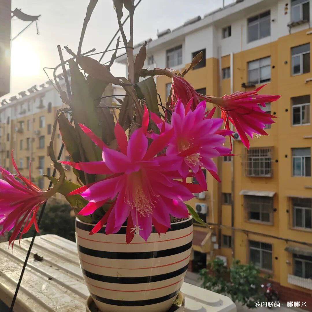 仙人球花各种美