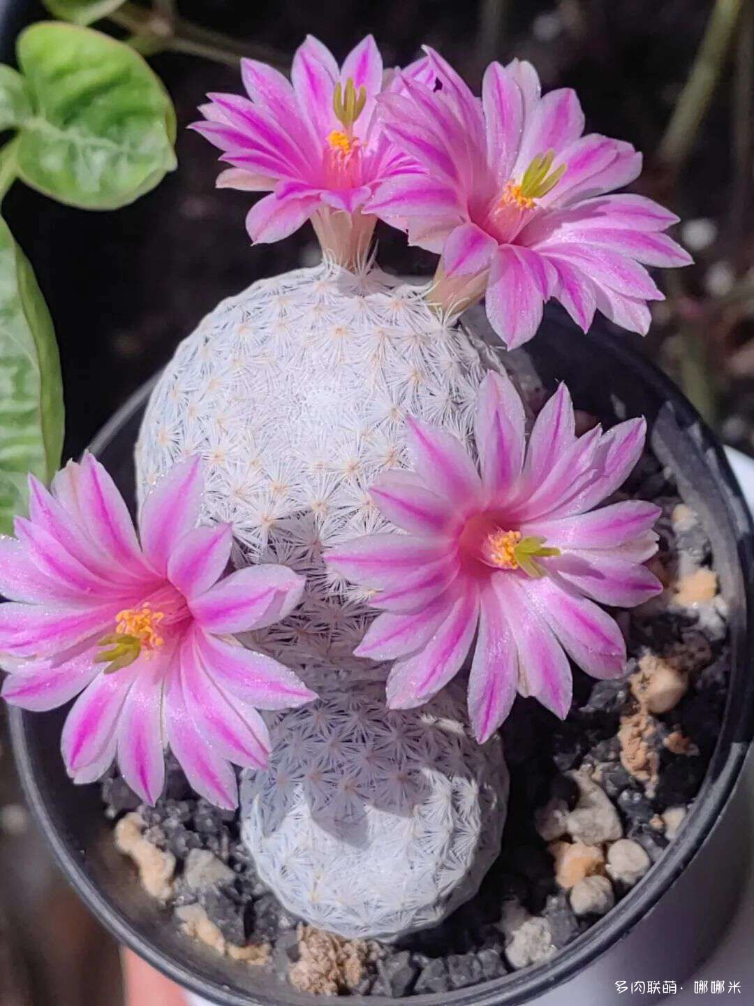 仙人球花各种美