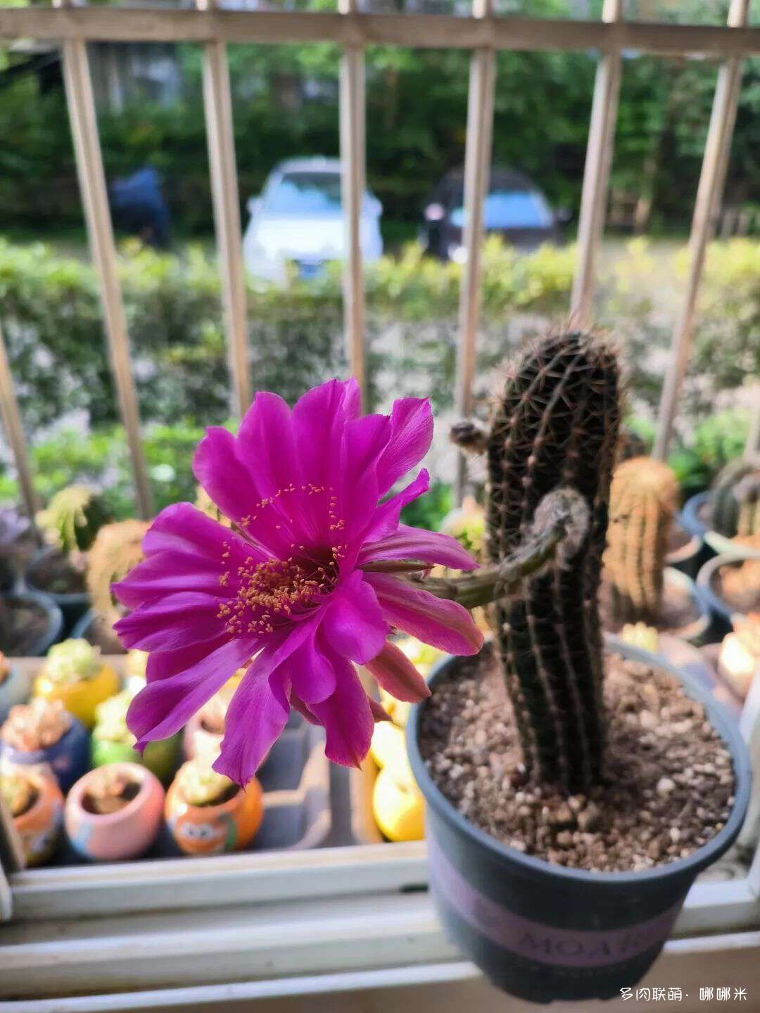 仙人球花各种美