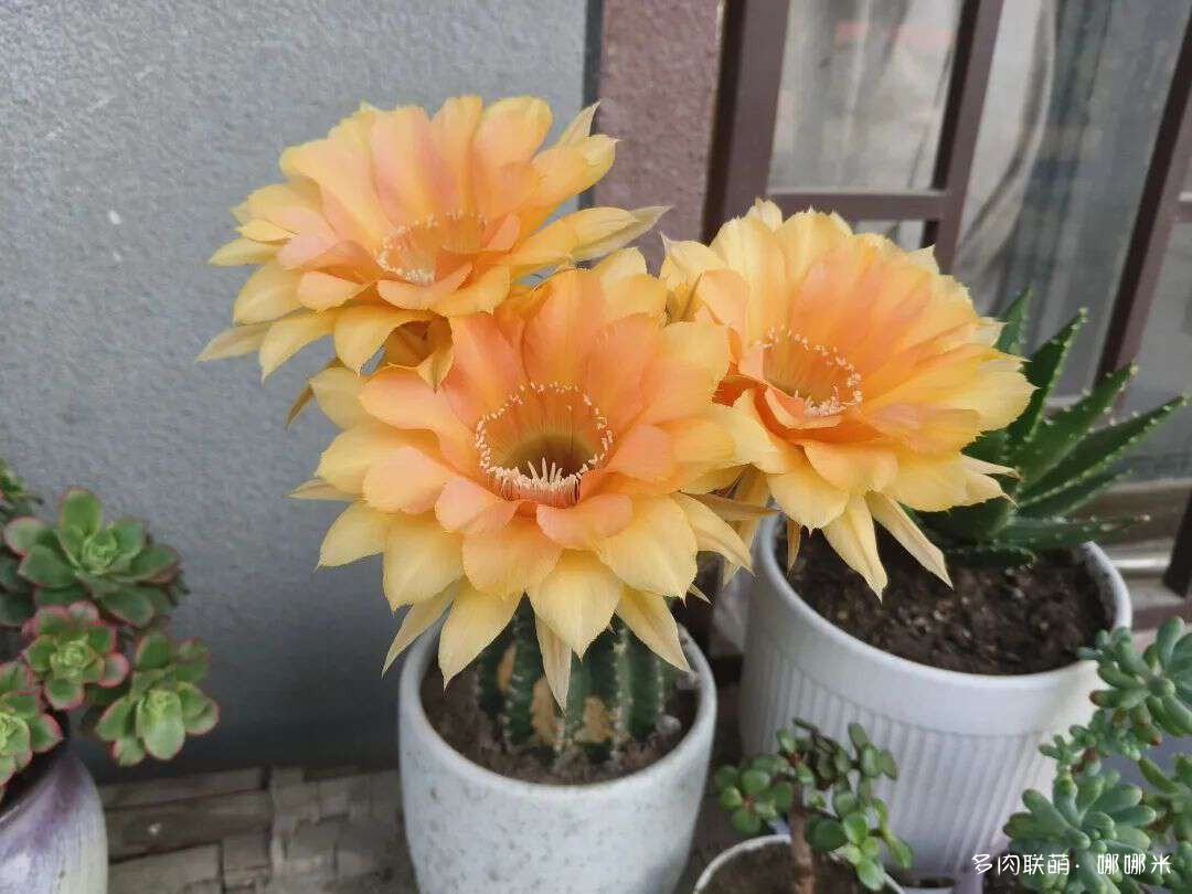 仙人球花各种美