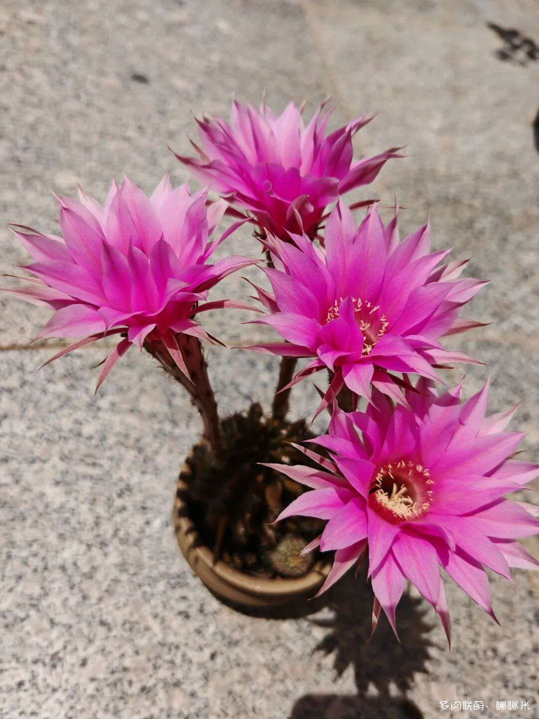 仙人球花各种美