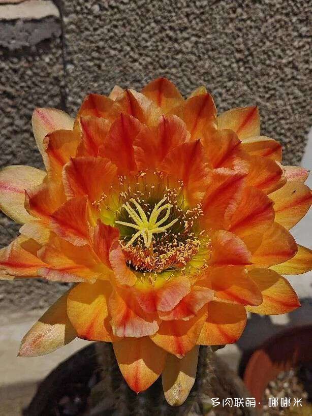 仙人球花各种美