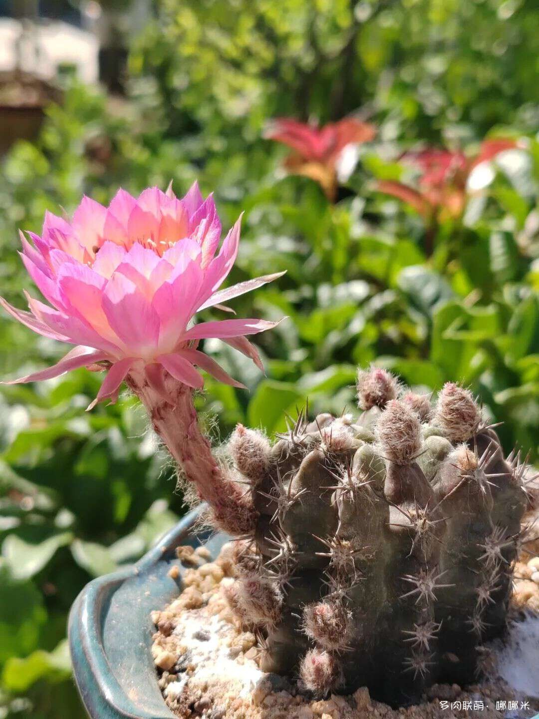 仙人球花各种美