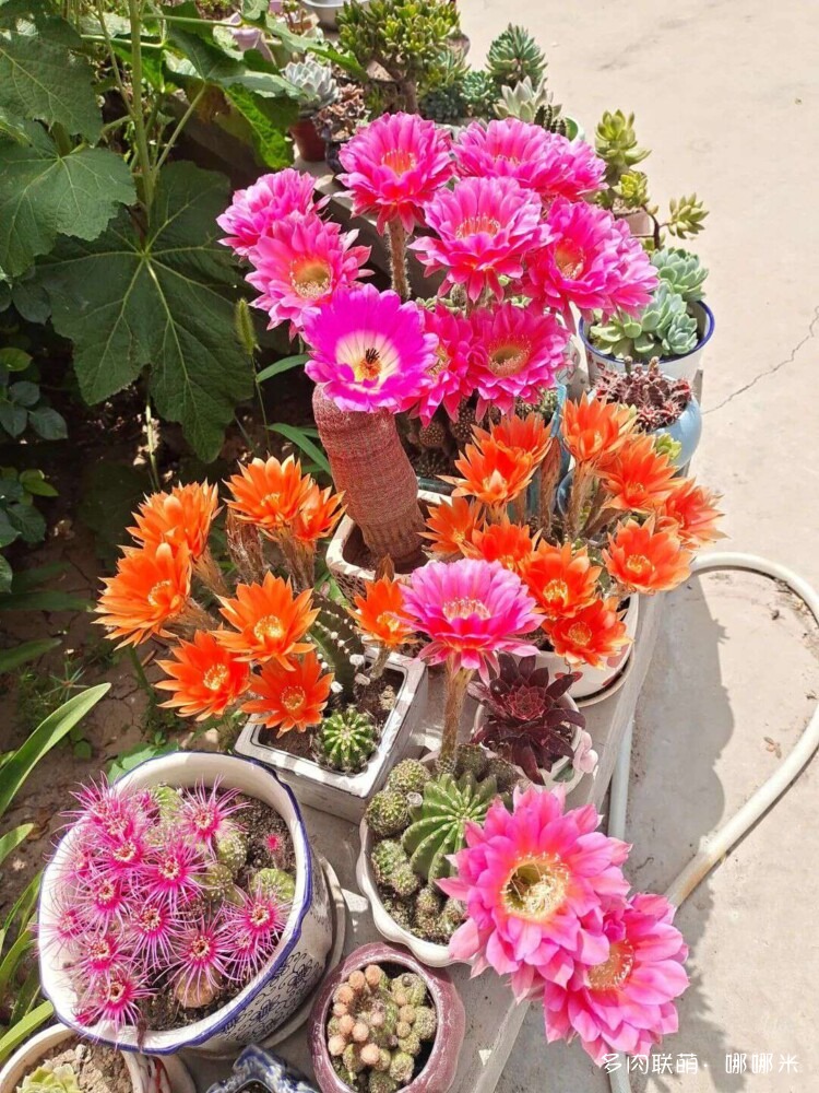 仙人球花各种美