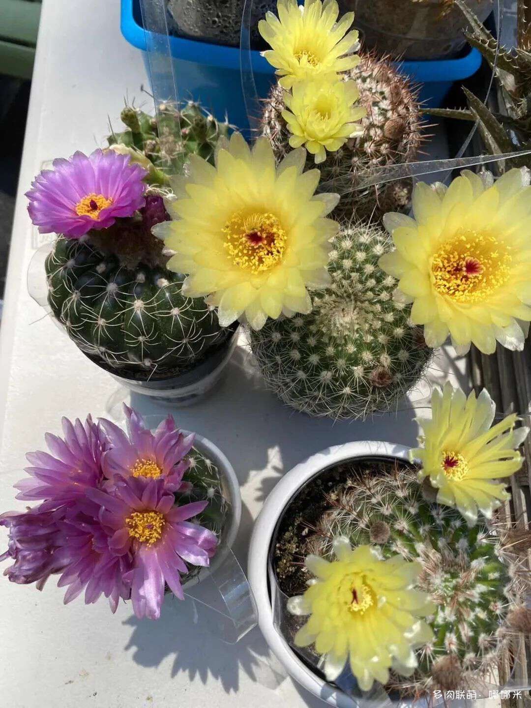 仙人球花各种美