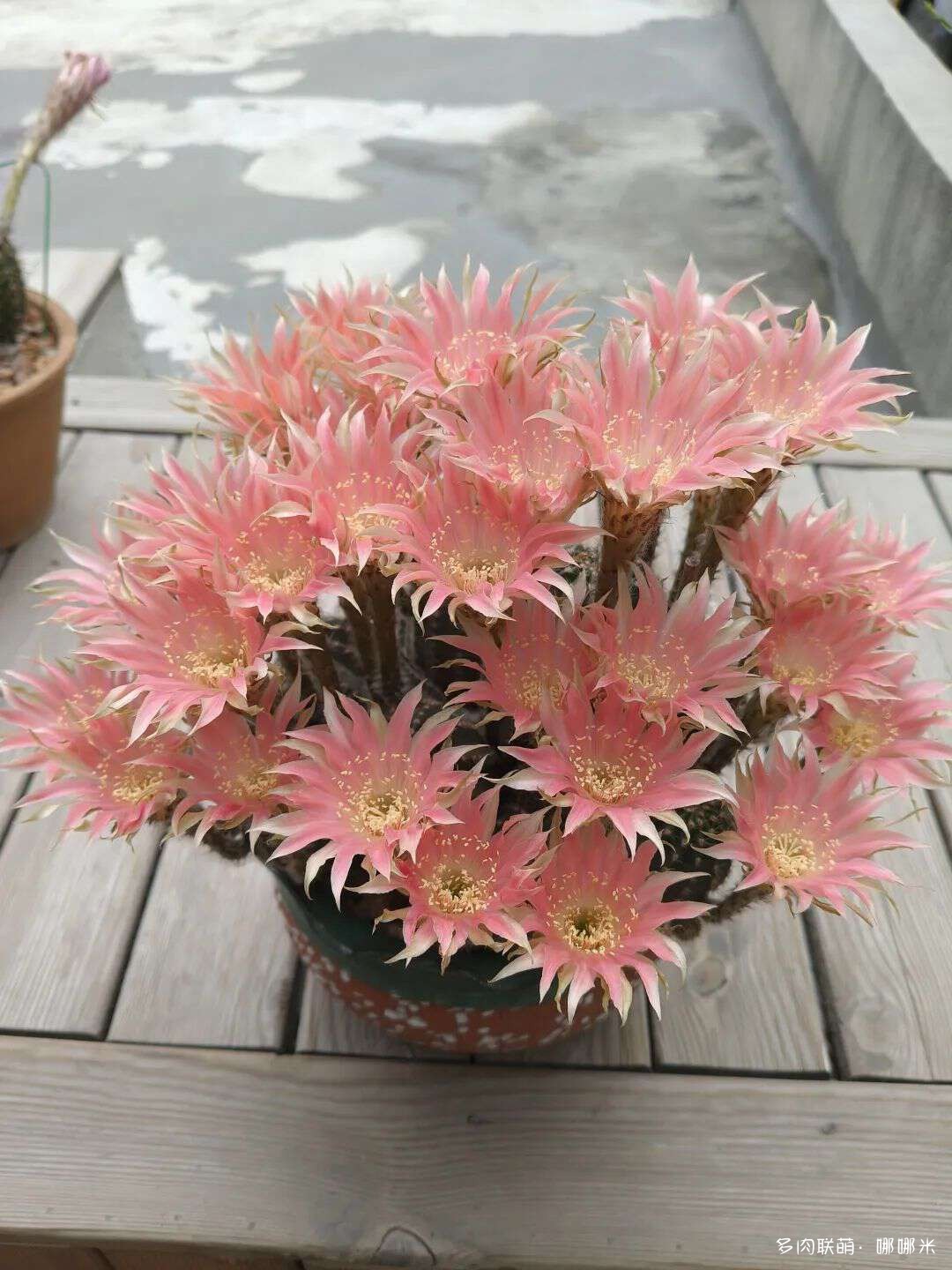 仙人球花各种美