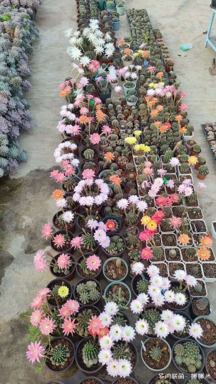 仙人球花各种美