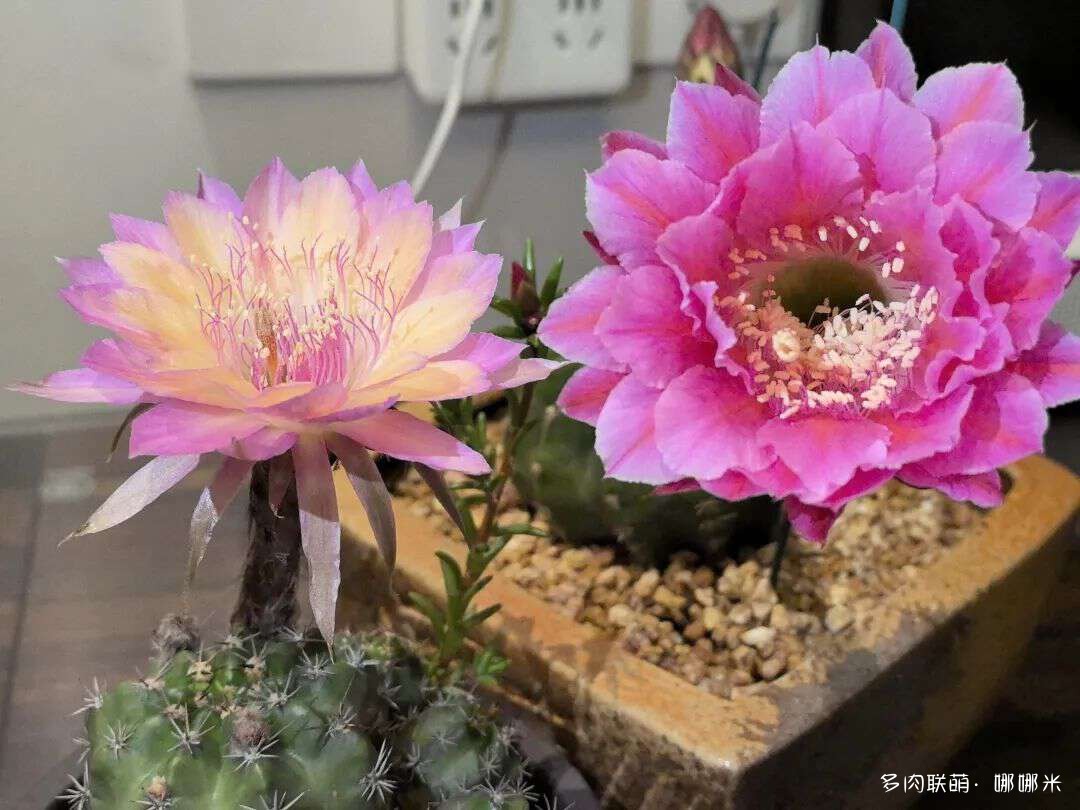 仙人球花各种美