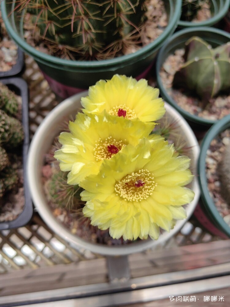 仙人球花各种美