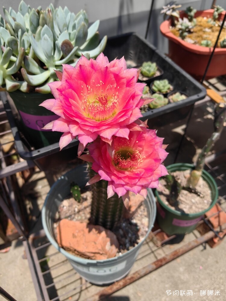 仙人球花各种美